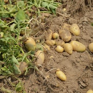 Kartoffelernte: Kartoffeln liegen in der Erde, bereit für die Ernte